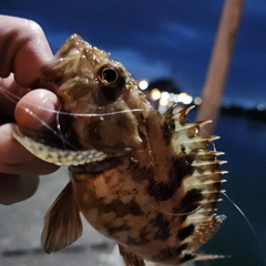 カサゴの釣果