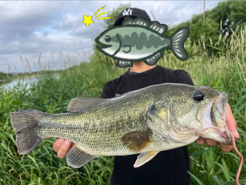 ブラックバスの釣果