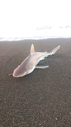 サメの釣果