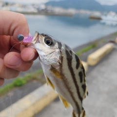 コトヒキの釣果