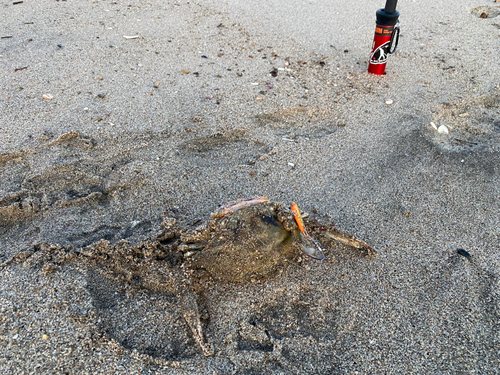 ガザミの釣果