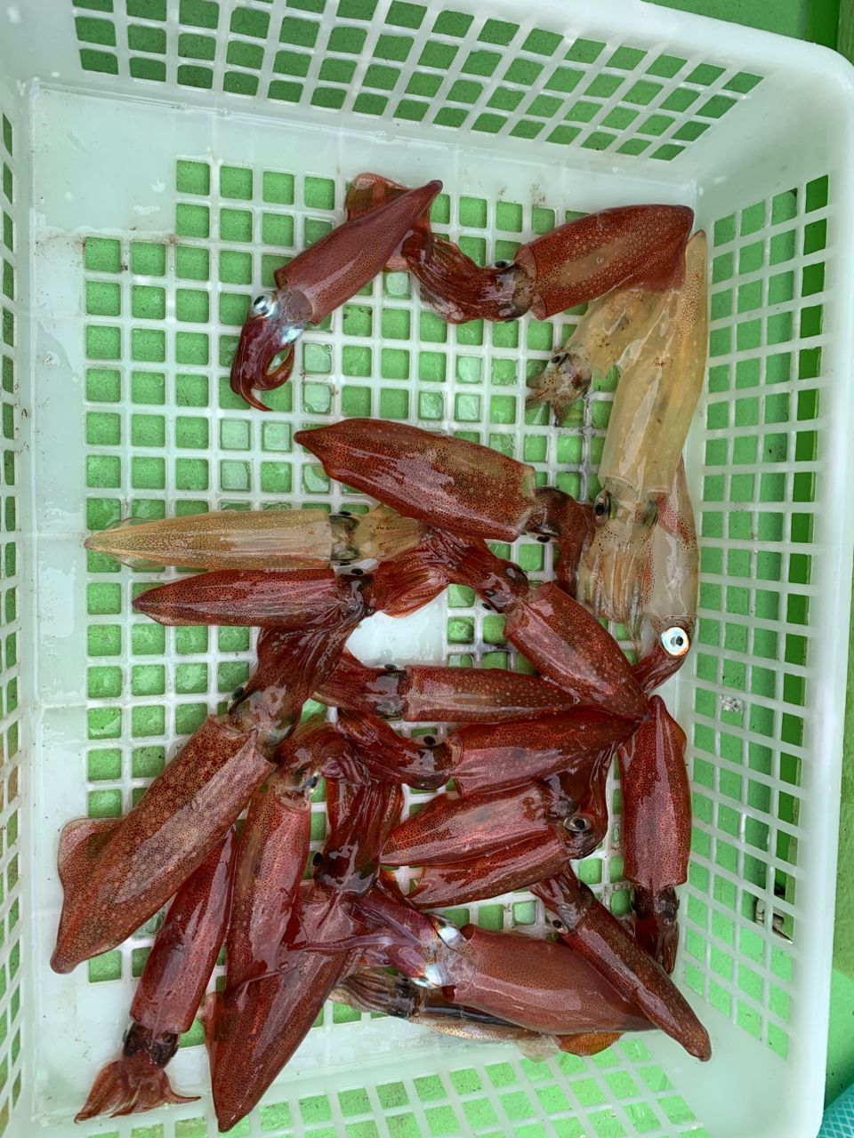 コナツ2015さんの釣果 2枚目の画像