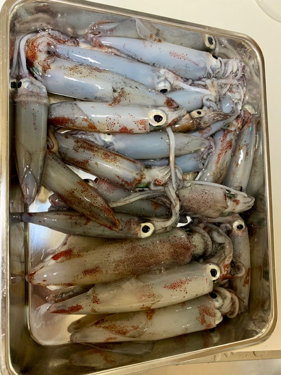 コナツ2015さんの釣果 3枚目の画像