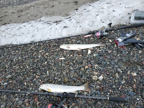 アメマスの釣果