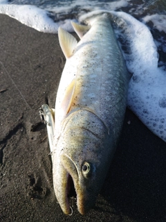 アメマスの釣果