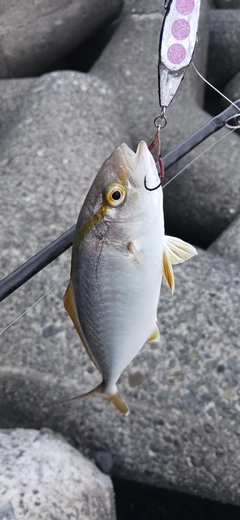 ショゴの釣果