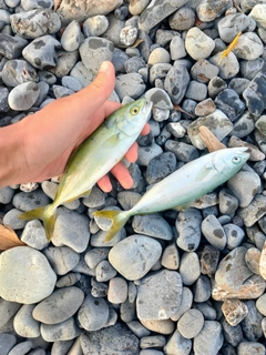 ワカシの釣果