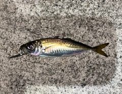 クロソイの釣果