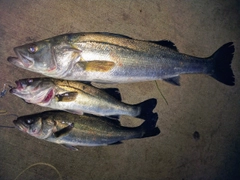 シーバスの釣果