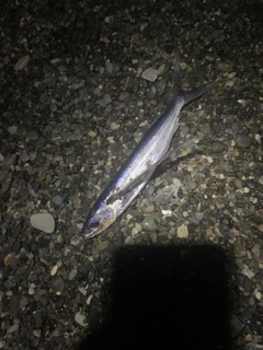 トビウオの釣果