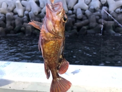 カサゴの釣果