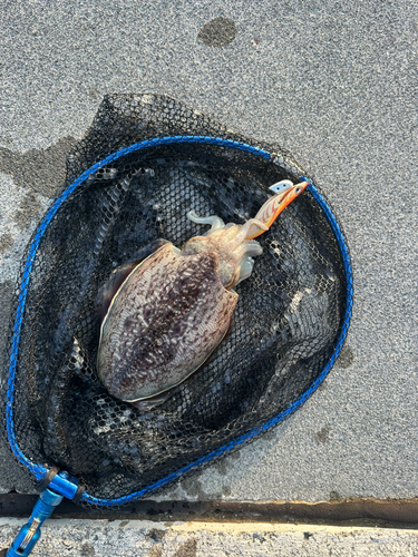 コウイカの釣果