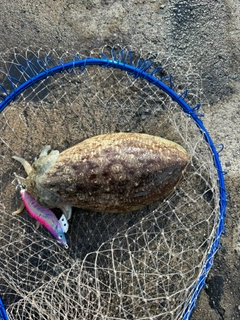 コウイカの釣果