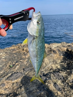 イナダの釣果