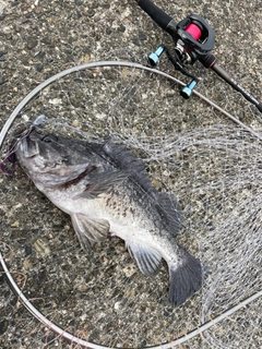 クロソイの釣果
