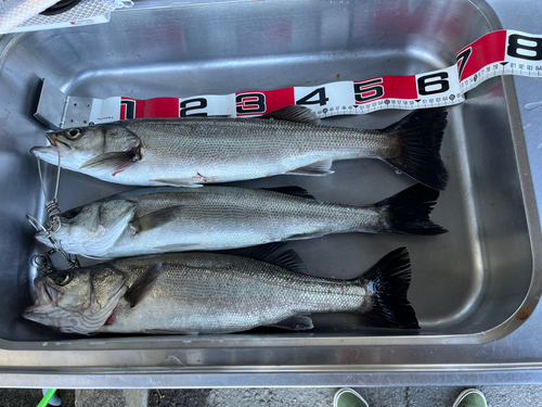 シーバスの釣果