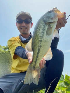 ブラックバスの釣果