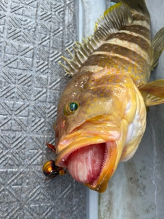 アオハタの釣果