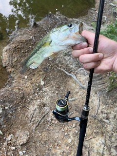 ラージマウスバスの釣果