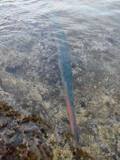 ダツの釣果