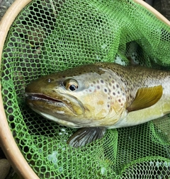 ブラウントラウトの釣果