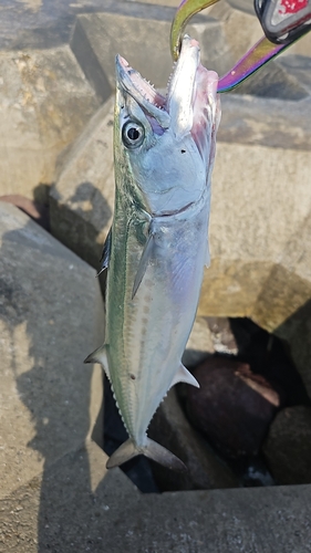 サゴシの釣果