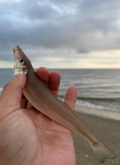 シロギスの釣果