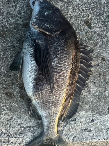 クロダイの釣果