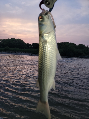 ボラの釣果