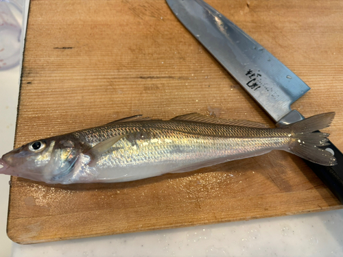 シロギスの釣果