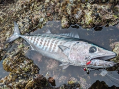 ハガツオの釣果