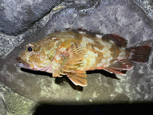 新居海釣公園