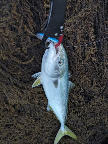 ハマチの釣果