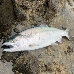 サクラマスの釣果