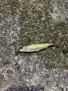 カタボシイワシの釣果