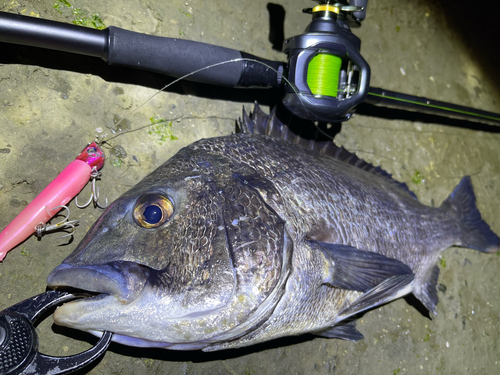 チヌの釣果