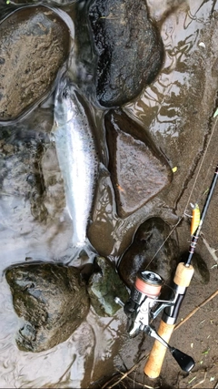 ヤマメの釣果