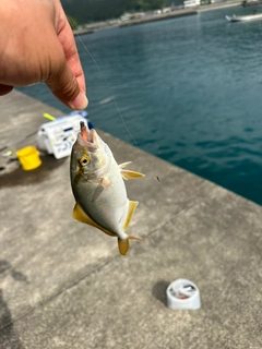 ショゴの釣果