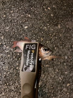 ネンブツダイの釣果