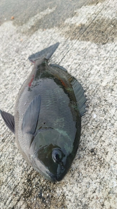 クチブトグレの釣果