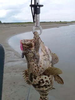 チャイロマルハタの釣果