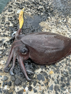 モンゴウイカの釣果