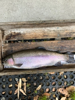 トラウトの釣果