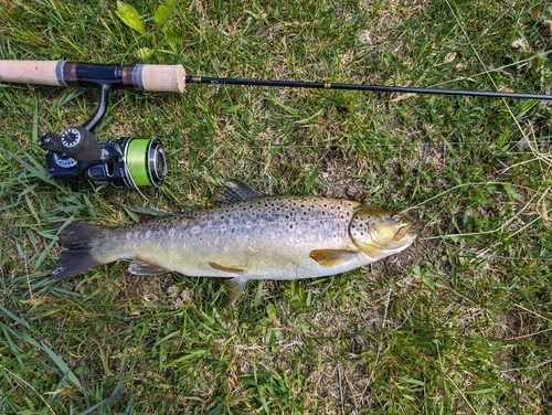 ブラウントラウトの釣果