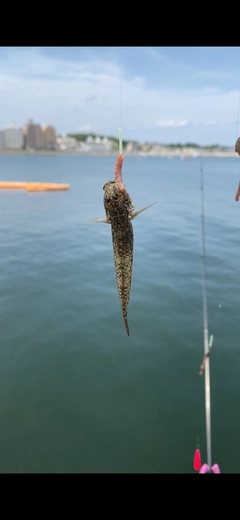 ハゼの釣果