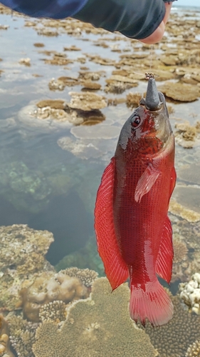 ベラの釣果