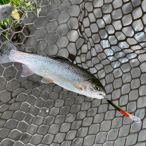 ニジマスの釣果