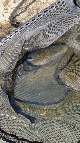 ライギョの釣果