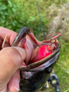 ライギョの釣果