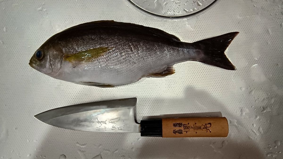 まさらさんの釣果 1枚目の画像